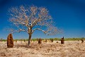 Wild landscapes